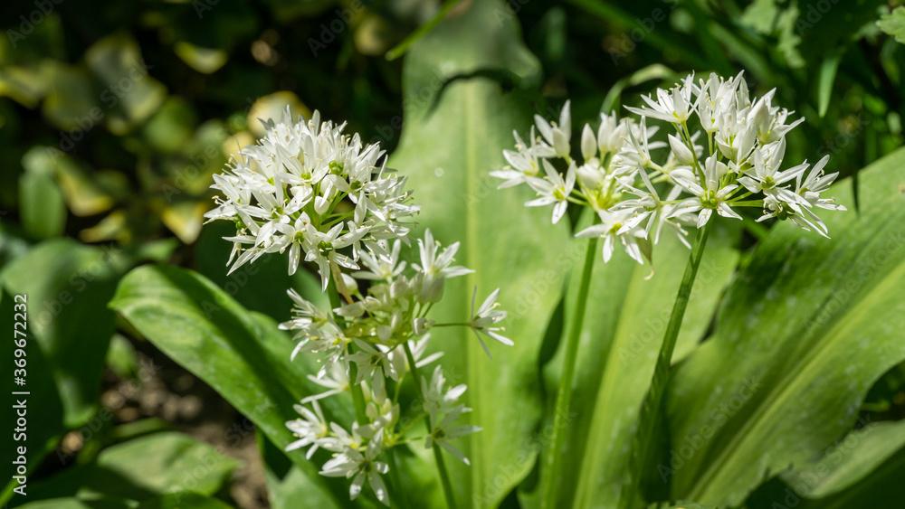 Wild garlic (Allium ursinum) or ramsons white fragrant very small flowers. Buckrams broad-leaved garlic or bear's garlic on green background. Natural concept of spring. Selective close-up focus Wild garlic (Allium ursinum) or ramsons white fragrant very small flowers. Buckrams broad-leaved garlic or bear's garlic on green background. Natural concept of spring. Selective close-up focus