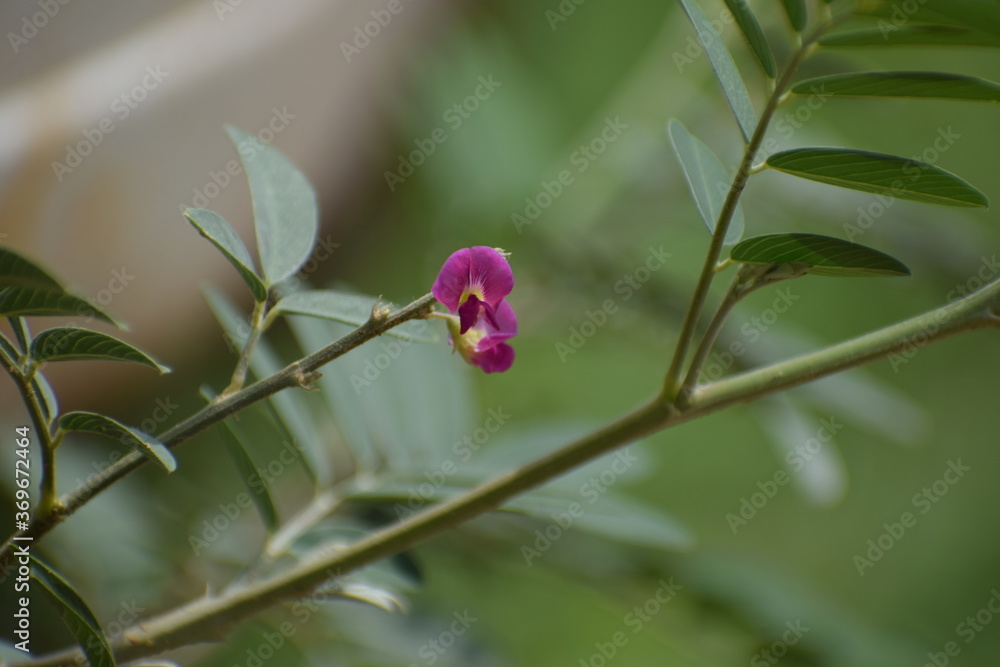 Panicled Tick Trefoil (Desmodium paniculatum) Bean family (Fabaceae). Panicled Tick Trefoil (Desmodium paniculatum) Bean family (Fabaceae).