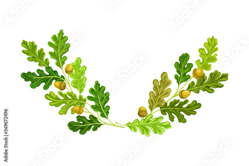 Oak Branches with Green Leaves and Acorns Arranged in Semi Circle Vector Illustration
