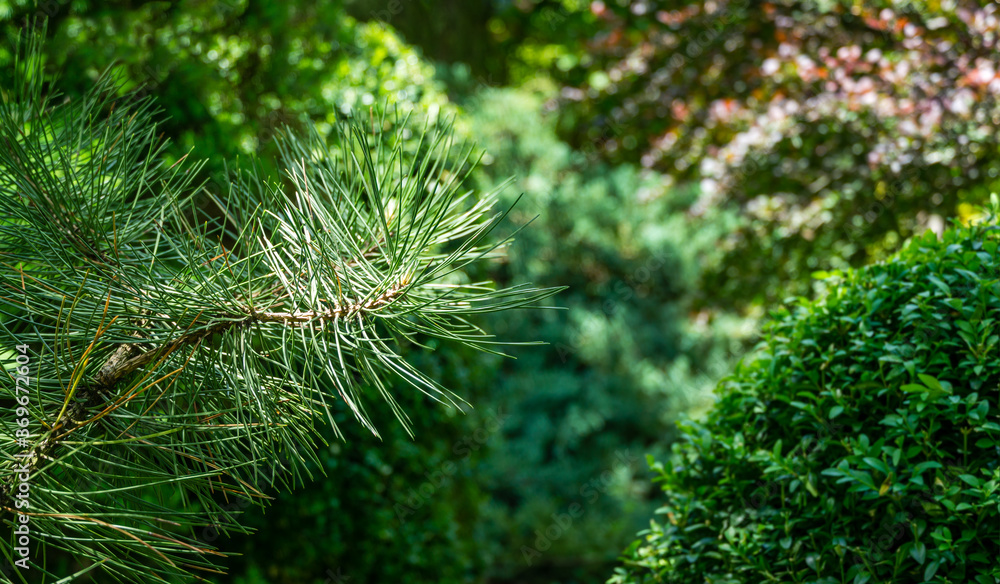 Branch of Austrian pine or black pine (Pinus Nigra) on evergreen in spring garden. Landscape for any wallpaper. There is place for text Branch of Austrian pine or black pine (Pinus Nigra) on evergreen in spring garden. Landscape for any wallpaper. There is place for text