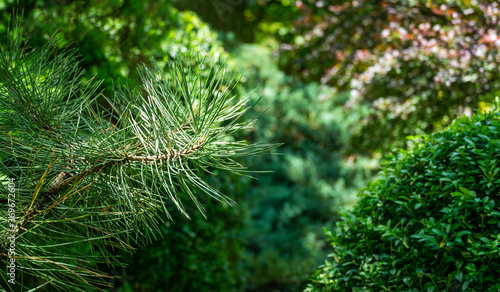 Branch of Austrian pine or black pine (Pinus Nigra) on evergreen in spring garden. Landscape for any wallpaper. There is place for text