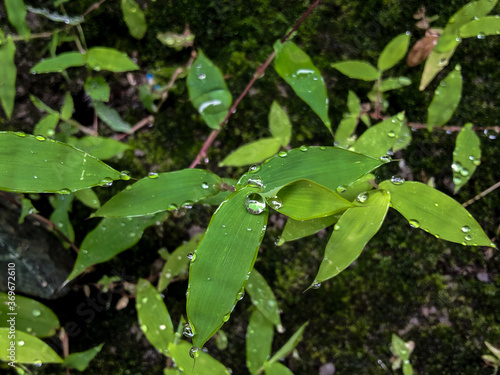 rain drops on a leaf.