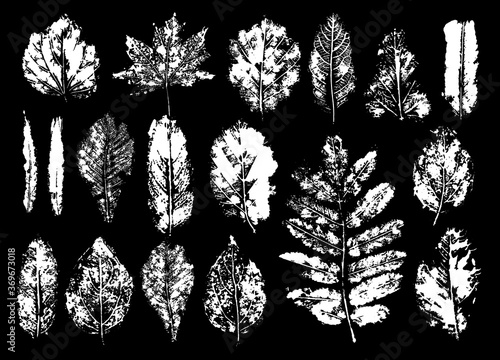 Set leaf plant print monotype in isolated white background. Botanical nature paint.