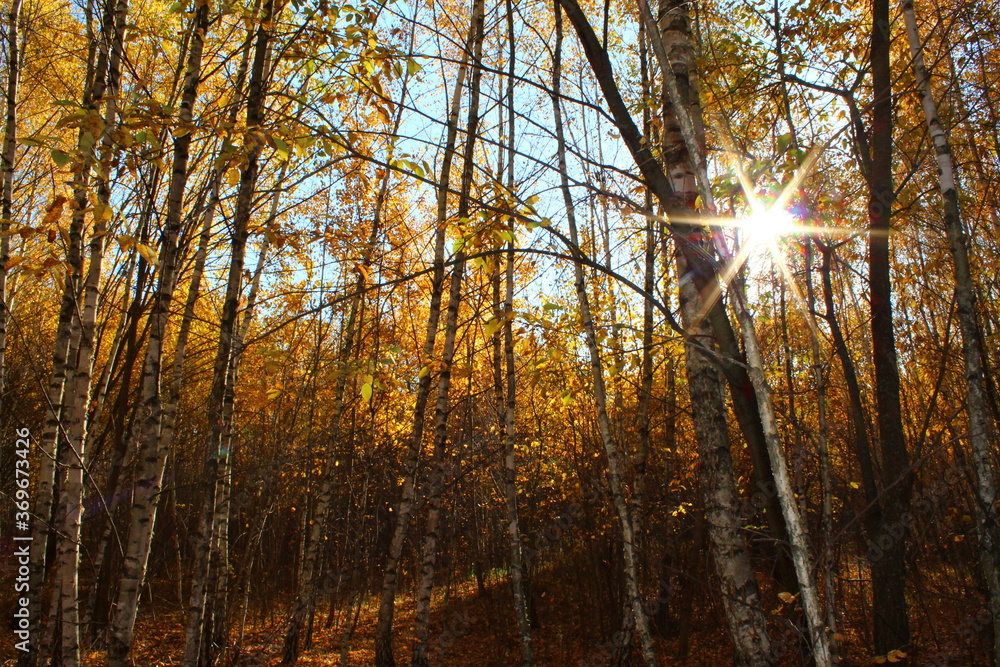 Obraz premium Autumn landscape. The autumn woods. Yellow leaves on the trees.
