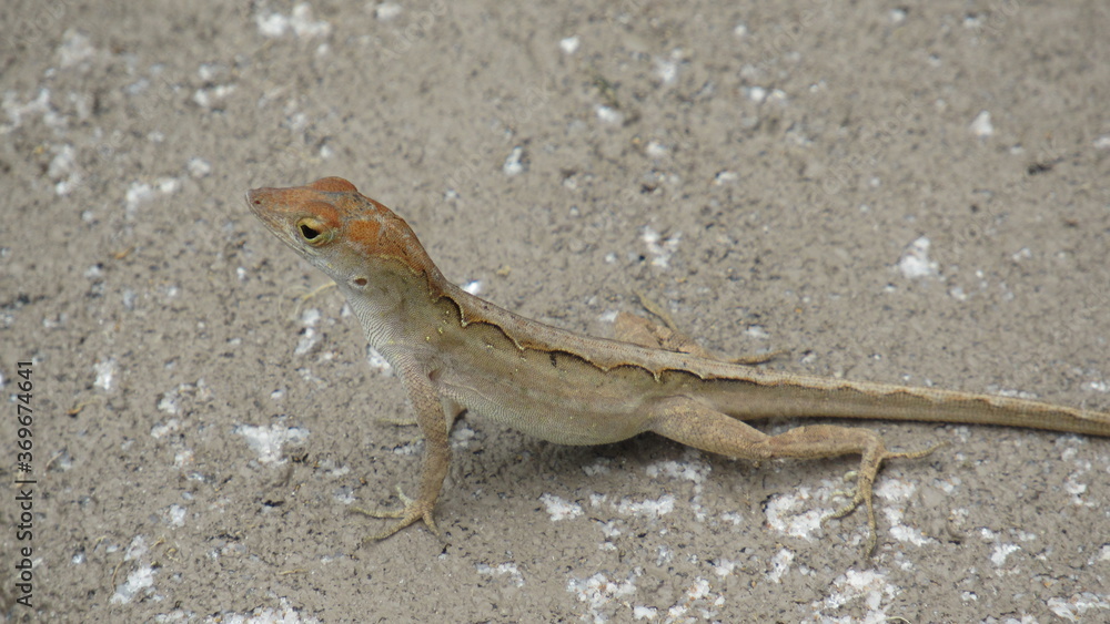 lizard on a stone lizard on a stone