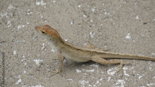 lizard on a stone