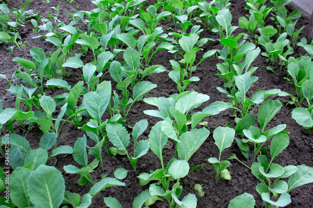 Beds of seedlings of early cabbage Beds of seedlings of early cabbage