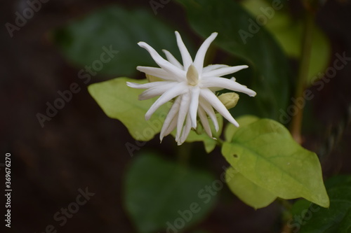 Arabian Jasmine from oleaceae family jamine family  Origin is India easy to grow and need both sunlight and shade but prefer filtered light