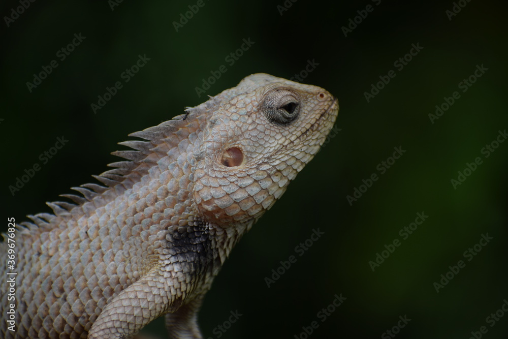 The Indian chameleon(Chamaeleo zeylanicus) is found in Sri Lanka, India, and other parts of South Asia. This species has a long tongue, feet that are shaped into bifid claspers, a prehensile tail. The Indian chameleon(Chamaeleo zeylanicus) is found in Sri Lanka, India, and other parts of South Asia. This species has a long tongue, feet that are shaped into bifid claspers, a prehensile tail.
