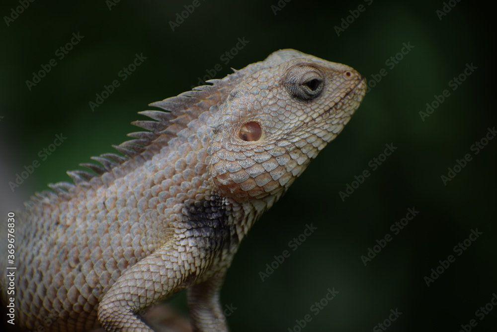 The Indian chameleon(Chamaeleo zeylanicus) is found in Sri Lanka, India, and other parts of South Asia. This species has a long tongue, feet that are shaped into bifid claspers, a prehensile tail. The Indian chameleon(Chamaeleo zeylanicus) is found in Sri Lanka, India, and other parts of South Asia. This species has a long tongue, feet that are shaped into bifid claspers, a prehensile tail.