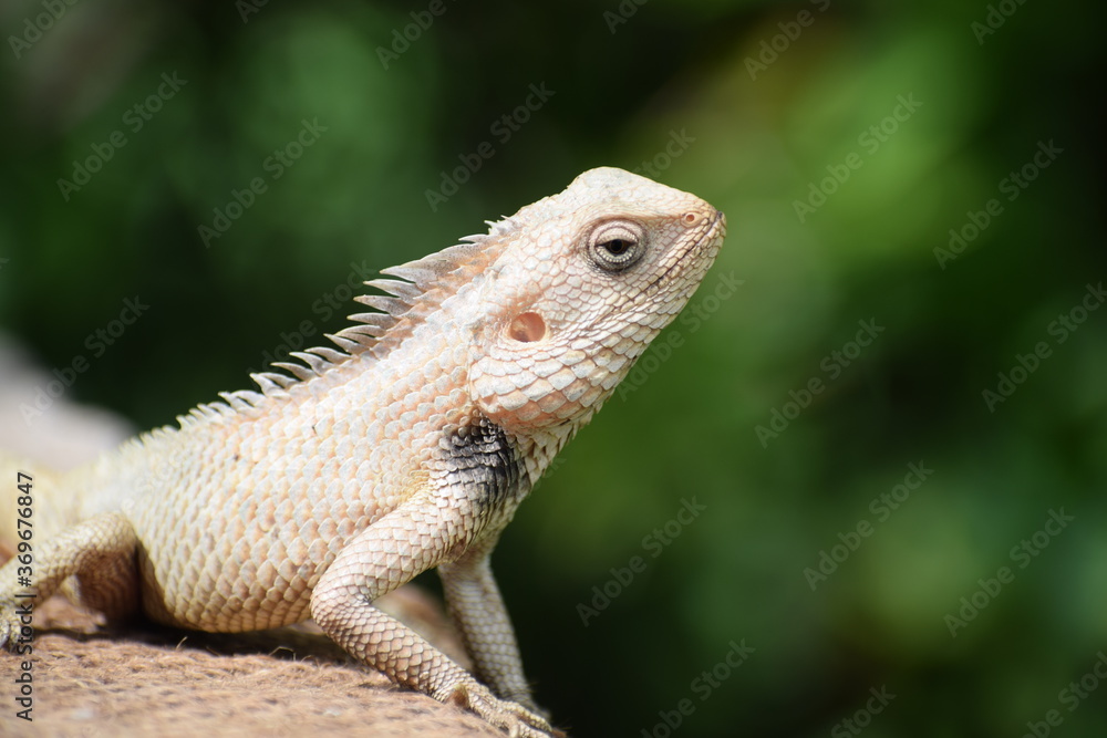 The Indian chameleon(Chamaeleo zeylanicus) is found in Sri Lanka, India, and other parts of South Asia. This species has a long tongue, feet that are shaped into bifid claspers, a prehensile tail. The Indian chameleon(Chamaeleo zeylanicus) is found in Sri Lanka, India, and other parts of South Asia. This species has a long tongue, feet that are shaped into bifid claspers, a prehensile tail.