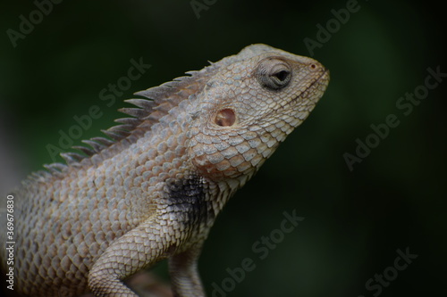 The Indian chameleon(Chamaeleo zeylanicus) is found in Sri Lanka, India, and other parts of South Asia. This species has a long tongue, feet that are shaped into bifid claspers, a prehensile tail.