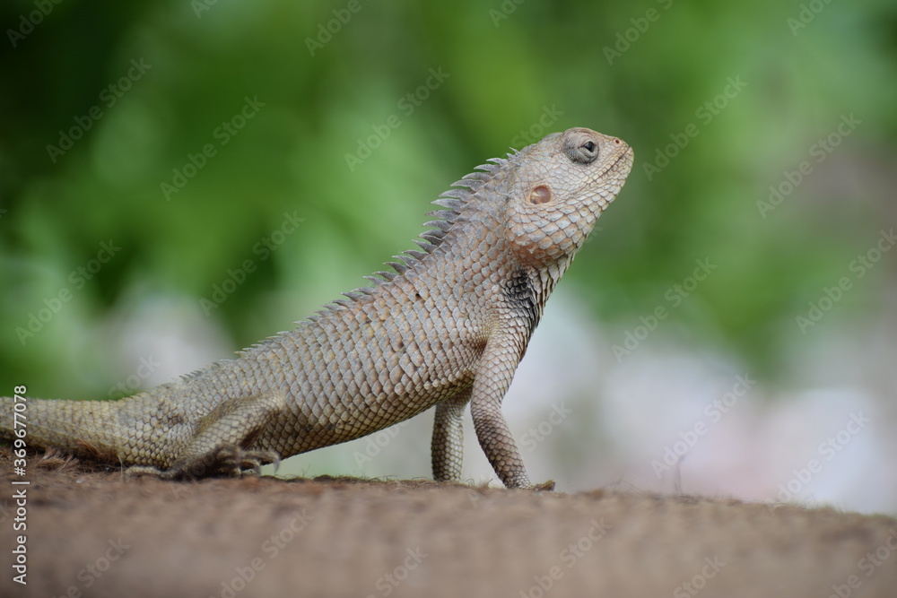 The Indian chameleon(Chamaeleo zeylanicus) is found in Sri Lanka, India, and other parts of South Asia. This species has a long tongue, feet that are shaped into bifid claspers, a prehensile tail. The Indian chameleon(Chamaeleo zeylanicus) is found in Sri Lanka, India, and other parts of South Asia. This species has a long tongue, feet that are shaped into bifid claspers, a prehensile tail.