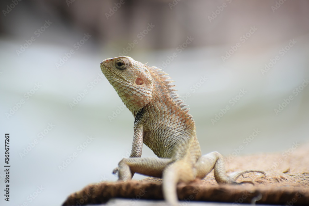 Obraz premium The Indian chameleon(Chamaeleo zeylanicus) is found in Sri Lanka, India, and other parts of South Asia. This species has a long tongue, feet that are shaped into bifid claspers, a prehensile tail.