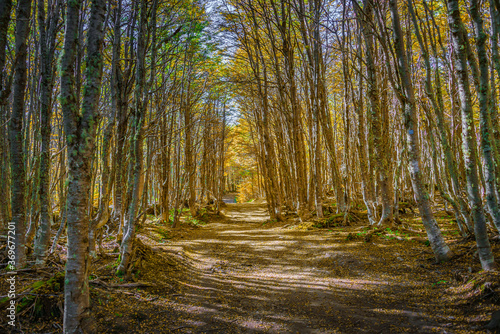Hiking trail at magical austral Magellanic subpolar forests in Tierra del Fuego National Park, near Ushuaia and Beagle Channel, Patagonia, Argentina photo