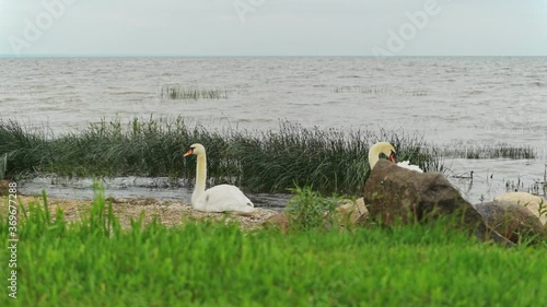 Two beautiful swans rest on the shores of Lake Peipsi in Mustvee, Estonia. photo