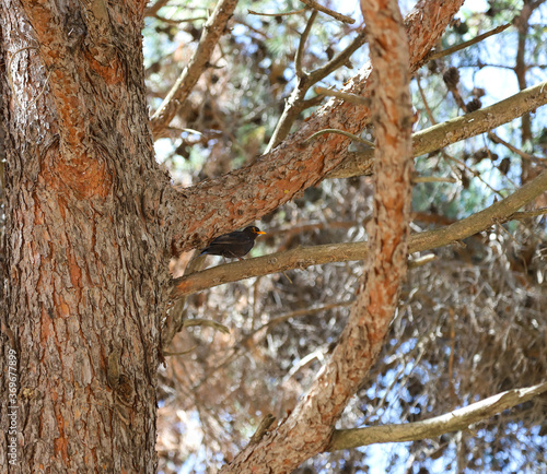 A black bird in a pine tree branch
