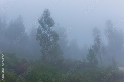 Fog in the forest