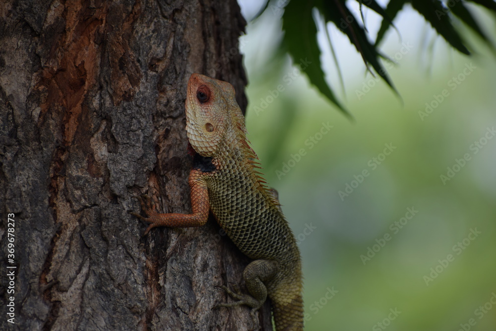Obraz premium The Indian chameleon(Chamaeleo zeylanicus) is found in Sri Lanka, India, and other parts of South Asia. This species has a long tongue, feet that are shaped into bifid claspers, a prehensile tail.