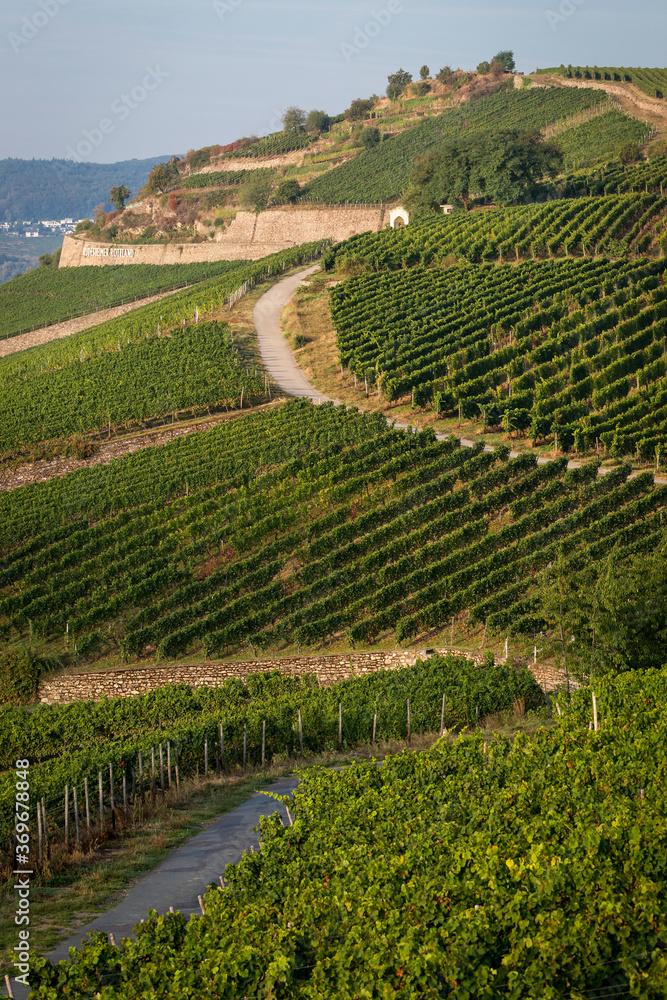 Riesling vineyards in the Mountain Rottland (German Rudesheimer Berg Rottland), close to Ruedesheim am Rhein, part of the Rheingau wine region
