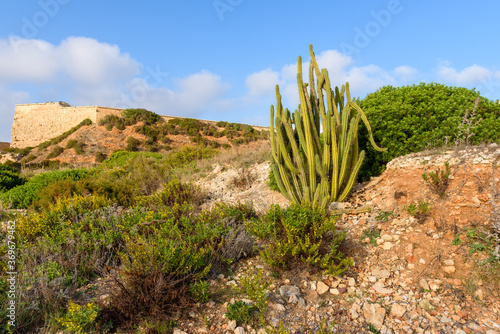 Tropical high cactus growing on rocks. Menorca, Baleares, Spain