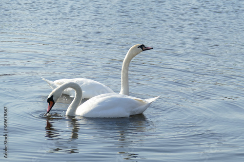 Two white swans in the river.