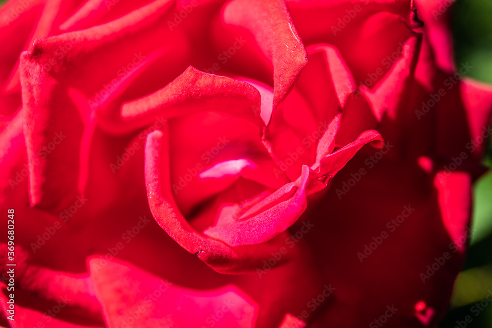 Naklejka premium Close up of garden rose. Beautiful red rose on the branch in the Garden.
