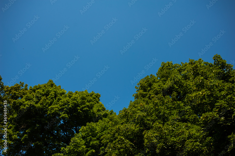 Blue sky over the forest