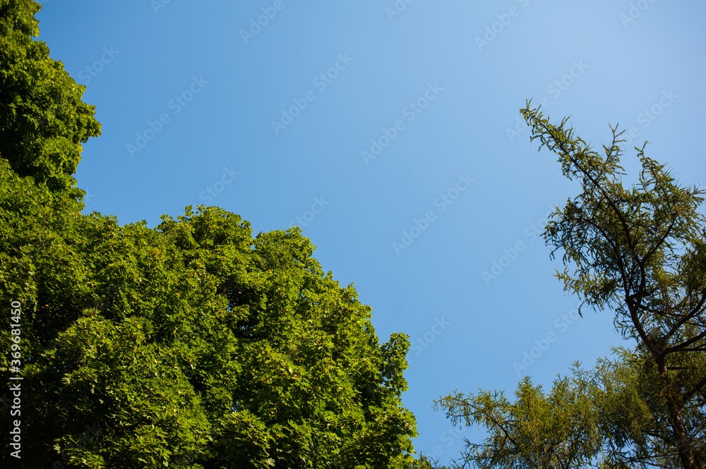 Blue sky over the forest Blue sky over the forest