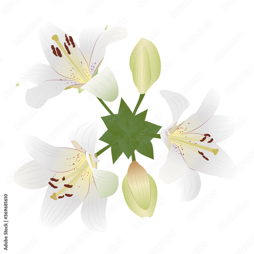 Delicate white lilies isolated on white background. Three beautiful flowers with leaves. Vector illustration in flat style with gradients. Design element for the holidays, cosmetics, for the wedding. Delicate white lilies isolated on white background. Three beautiful flowers with leaves. Vector illustration in flat style with gradients. Design element for the holidays, cosmetics, for the wedding.