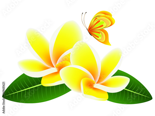 Flowers frangipani (Plumeria) with leaves and a butterfly.