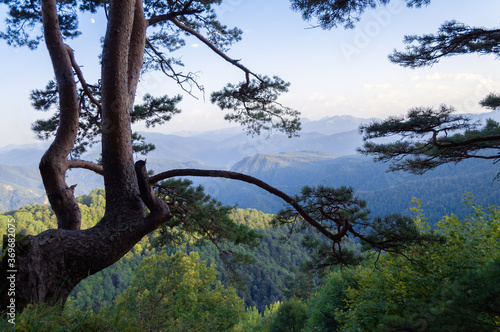 early morning in the mountains old pine tree over a cliff