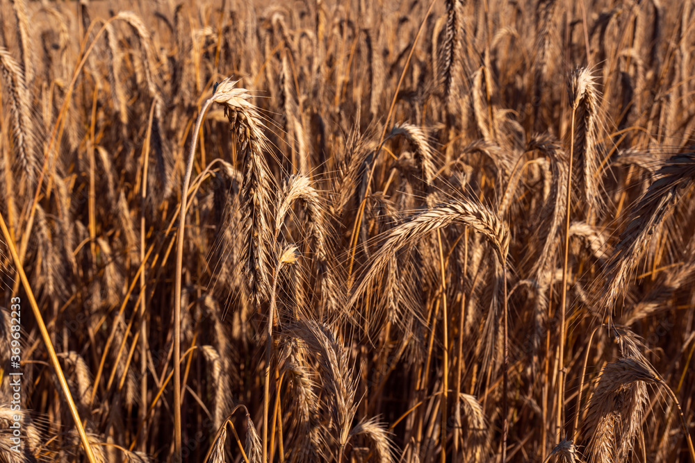 Fototapeta premium Getreideähre im Getreidefeld bei Hamburg