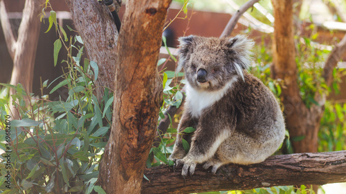 Photography koala in a tree