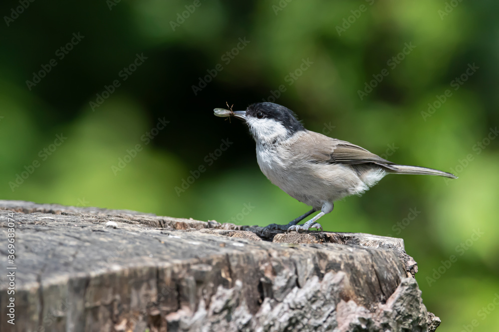 Coal tit (Periparus ater) caught insects on an old wooden stump in the forest Coal tit (Periparus ater) caught insects on an old wooden stump in the forest