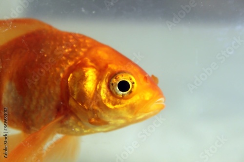 goldfish veil tail in aquarium