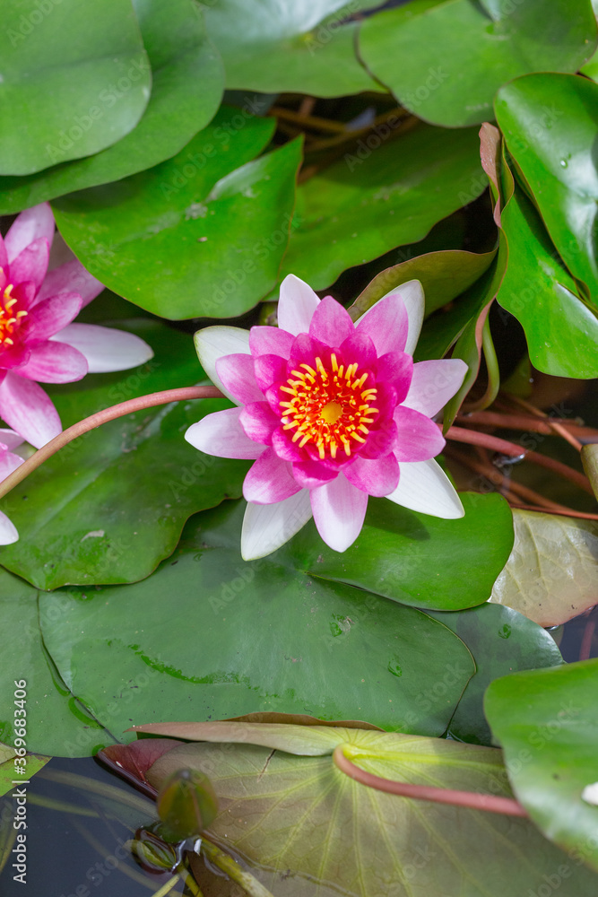 Blooming water lily and green round leaves in water,Nymphaea L. Blooming water lily and green round leaves in water,Nymphaea L.