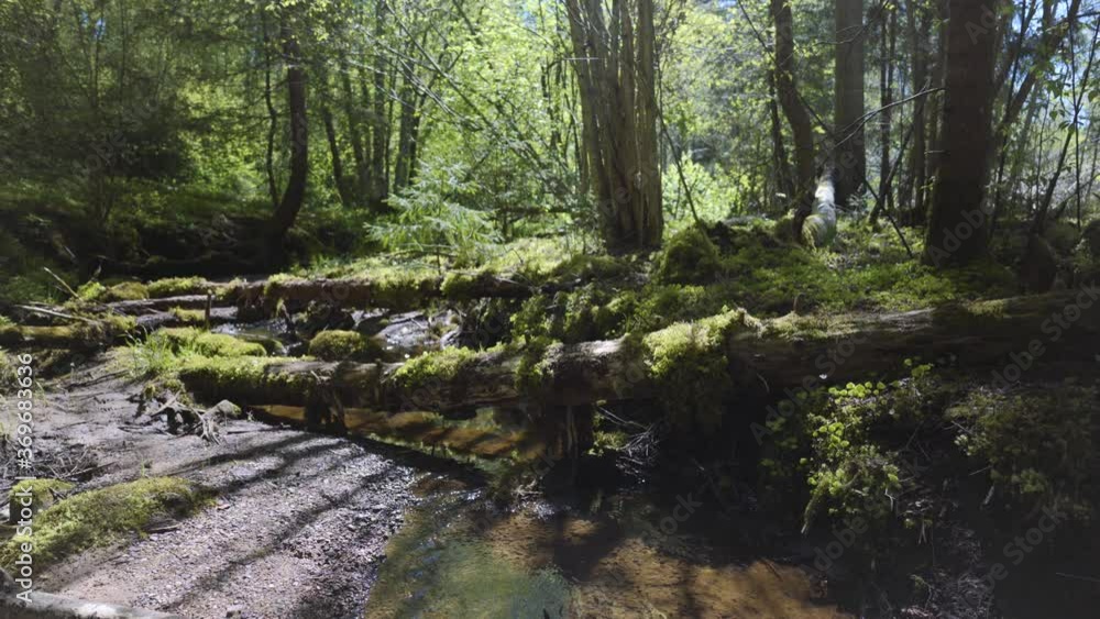 A stream in a wild deciduous forest A stream in a wild deciduous forest