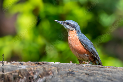 European Nuthatch (Sitta europaea) on an old wooden stump in the forest.