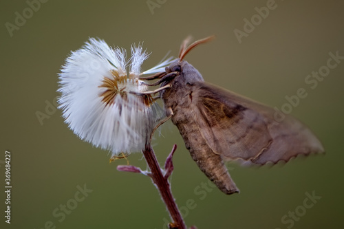 brown moth sits on a summer day in the grass in a forest glade