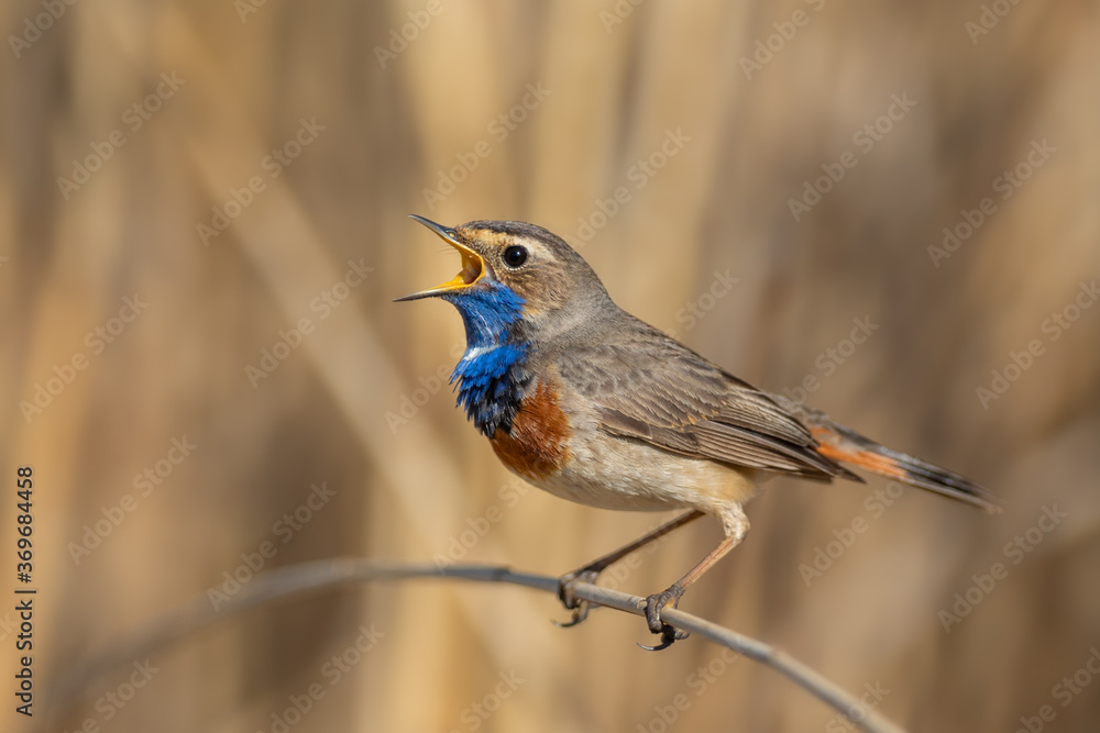 Fototapeta premium A singing male in the mating season in the reed area, Bluethroat