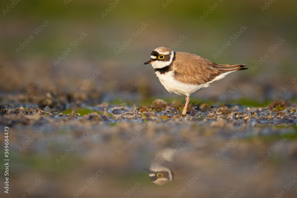 Looking for food in a dry pond, Little Ringed Plover Looking for food in a dry pond, Little Ringed Plover