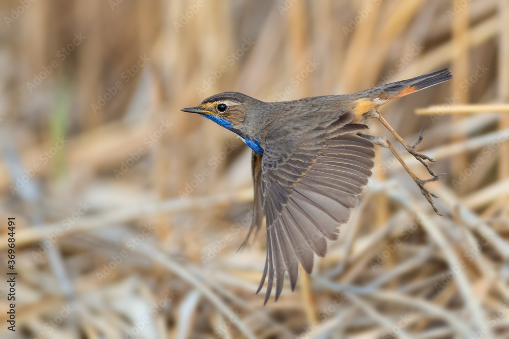 A male flying in the reed, Bluethroat, Bluethroat