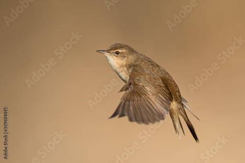 Flirty spring flights in the meadows, Savi's Warbler