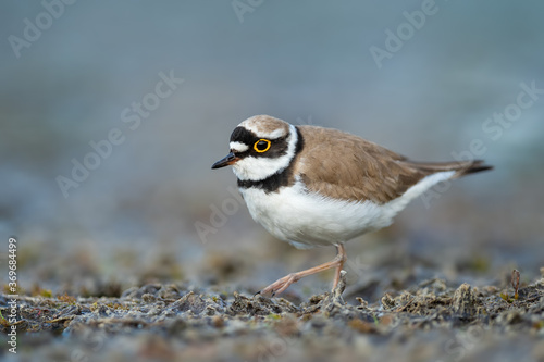 Looking for food in a dry pond, Little Ringed Plover