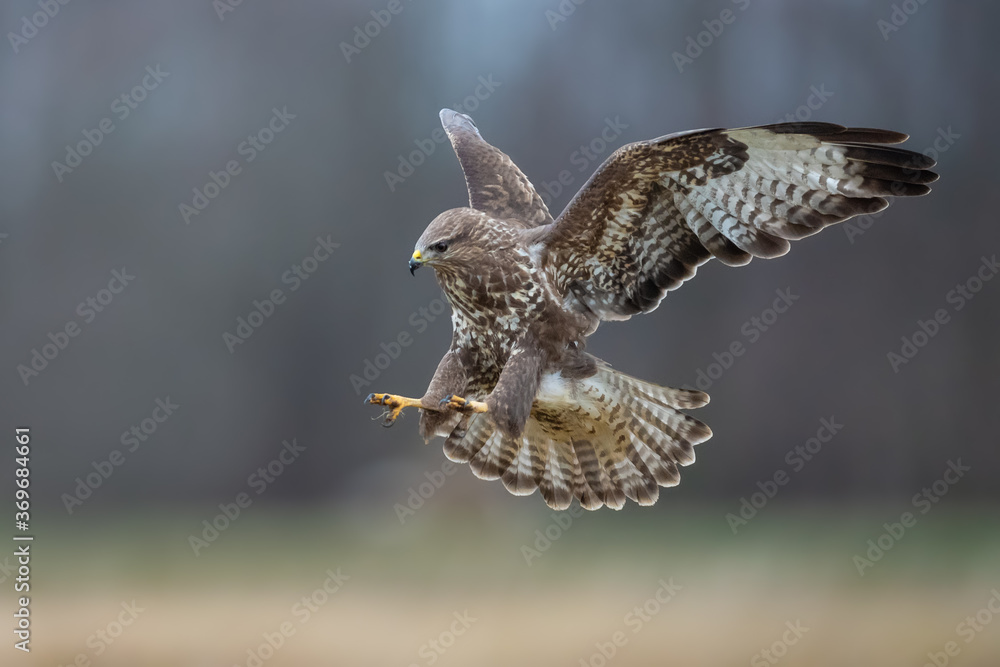 Fototapeta premium Flying raptor over the meadow at sunrise, Common Buzzard