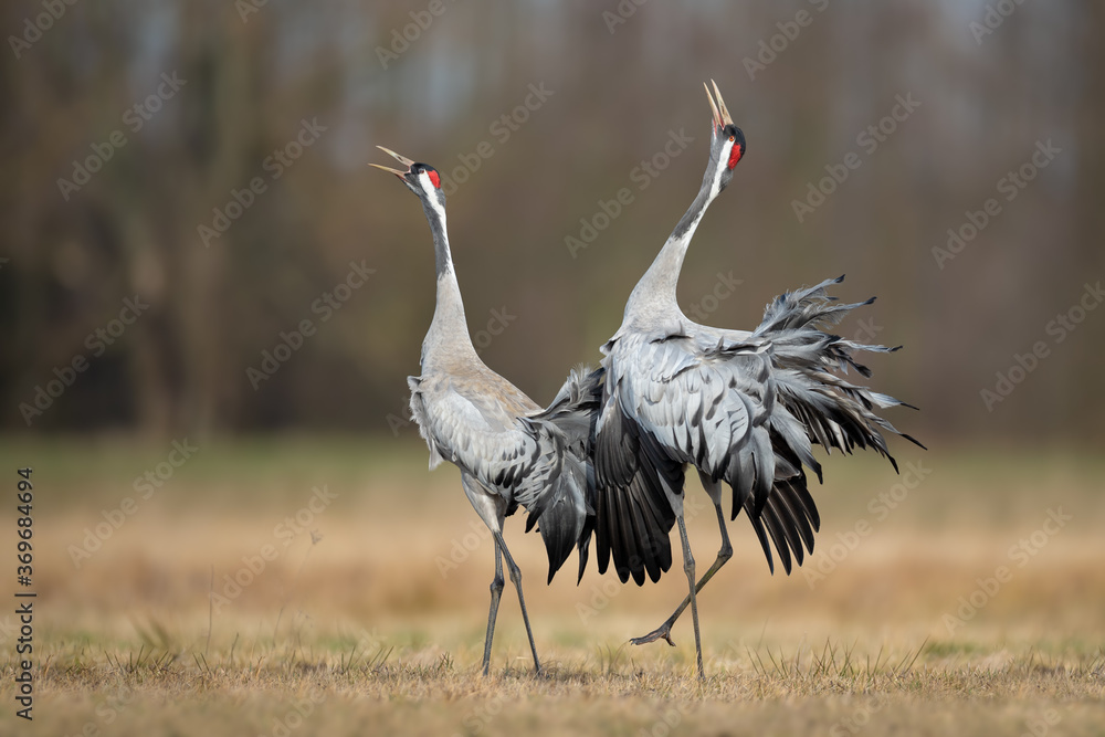 Fototapeta premium Spring mating dance in the meadow, Common Crane