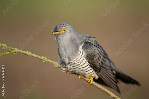 Perched in spring on a branch, Common Cuckoo