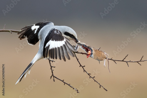 A small predator eats a mouse, Great Grey Shrike