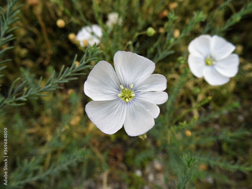 Obraz premium Petite fleur blanche
